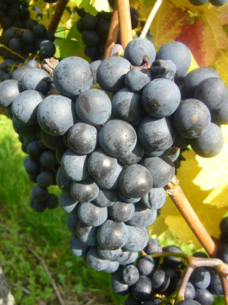 Bild_From The Vine Into Wine_3